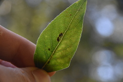 Pterygota