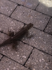 Agama picticauda