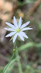 Stellaria graminea