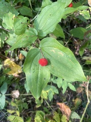 Prosartes trachycarpa