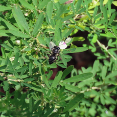 Megachile mendica