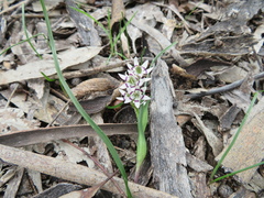 Wurmbea dioica