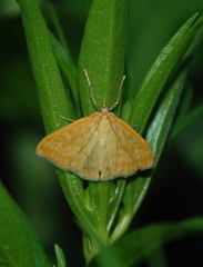 Sitochroa verticalis