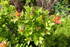 Vaccinium cylindraceum