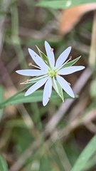 Stellaria graminea