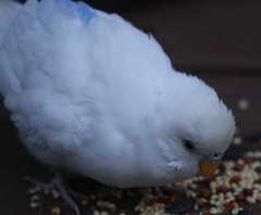 Melopsittacus undulatus