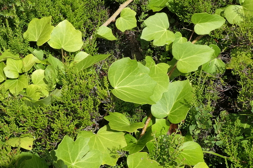 Image of Hedera azorica by (c) Rafael Medina, some rights reserved (CC BY)