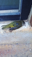 Leiothlypis ruficapilla