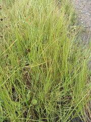 Bolboschoenus maritimus