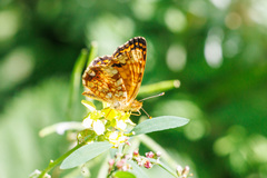 Phyciodes mylitta