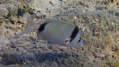 Diplodus vulgaris