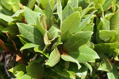 Laurus azorica