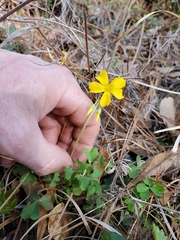 Oxalis texana