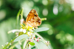 Phyciodes mylitta