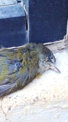 Leiothlypis ruficapilla