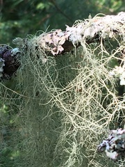 Usnea dasopoga