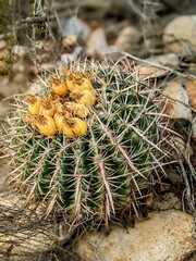 Ferocactus viridescens