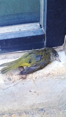 Leiothlypis ruficapilla