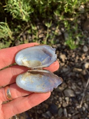 Sagittunio subrostratus