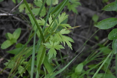 Ranunculus