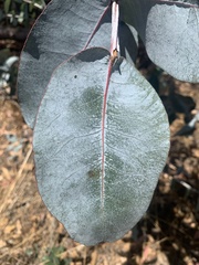 Eucalyptus cinerea
