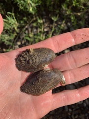 Sagittunio subrostratus