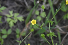 Ranunculus