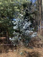 Eucalyptus cinerea