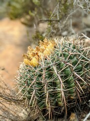 Ferocactus viridescens
