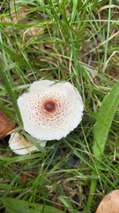 Verrucosporaceae