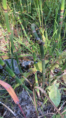 Equisetum hyemale