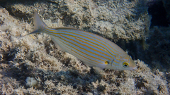 Sarpa salpa