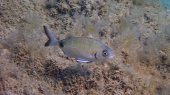 Diplodus sargus