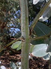 Eucalyptus cinerea