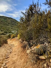 Ferocactus viridescens