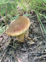 Aureoboletus innixus