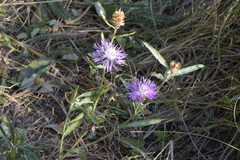 Centaurea
