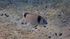 Diplodus vulgaris