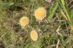 Carlina biebersteinii