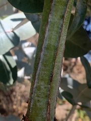 Eucalyptus cinerea