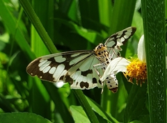 Nyctemera adversata