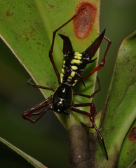 Micrathena sexspinosa