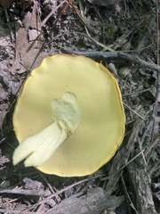 Aureoboletus innixus