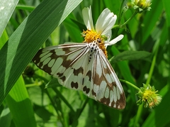 Nyctemera adversata