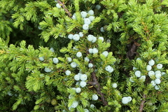 Juniperus brevifolia