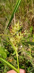 Carex lupulina