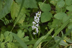 Platanthera dilatata leucostachys