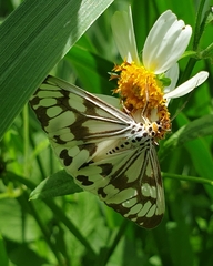 Nyctemera adversata