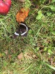 Limenitis arthemis arthemis