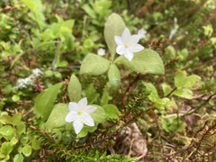 Lysimachia europaea